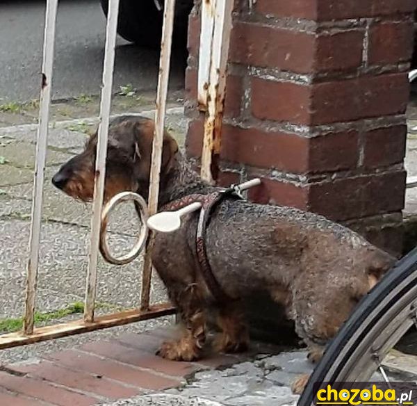 Zabezpieczenie żeby nie uciekł