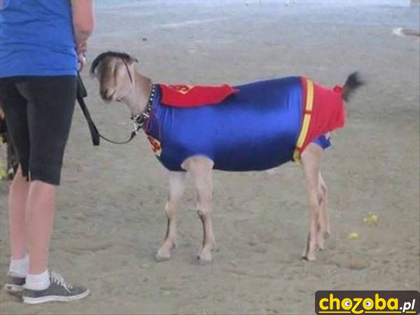 Super koza