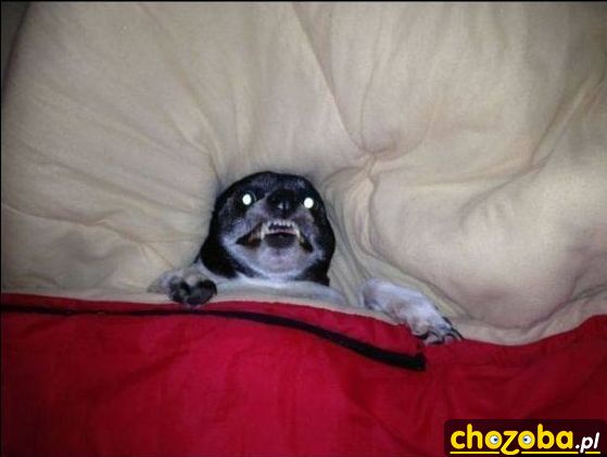 Dobranoc Chozoba Pl Smieszne Obrazki Gify Filmy Zdjecia Memy Laski