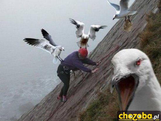 Mewy atakują
