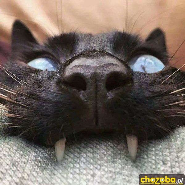 Wampir