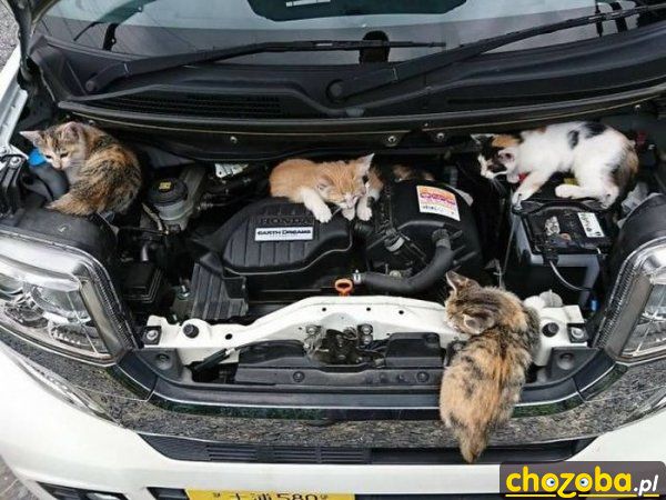 Zespół mechaników naprawia auto
