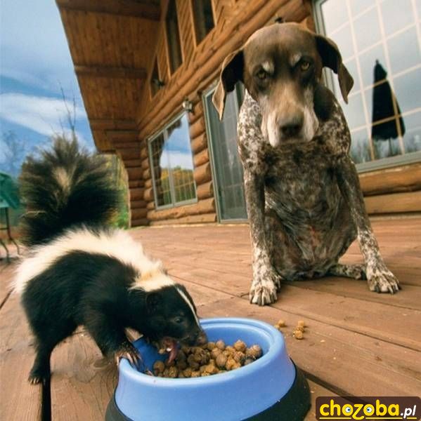 Co za skunks!