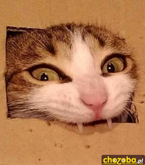 Wampir