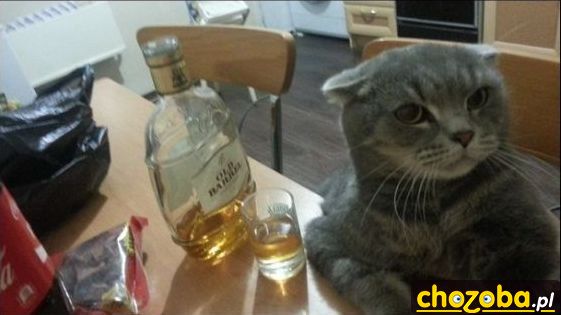 Z kotem na drinku