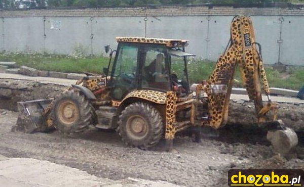 Prawdziwy tygrys
