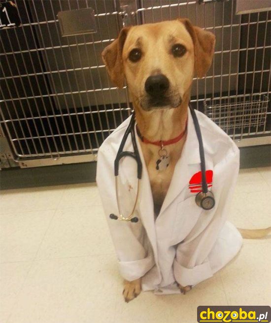 Dogtor