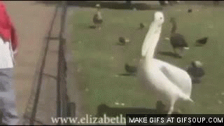 Dawaj rybę!