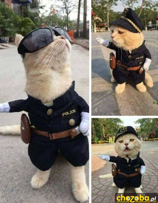 Kot policjant