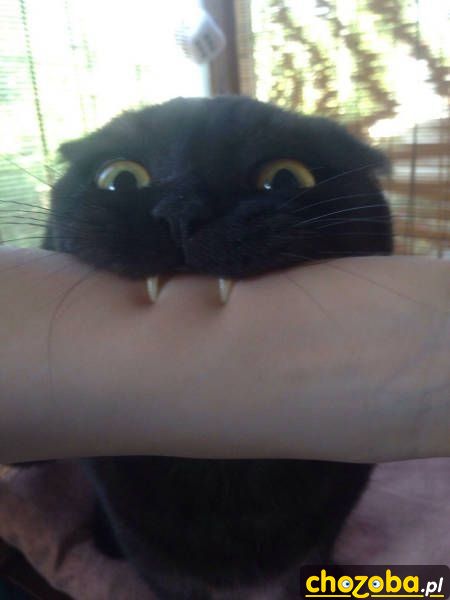 Wampir