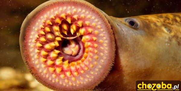 Morda glonojada