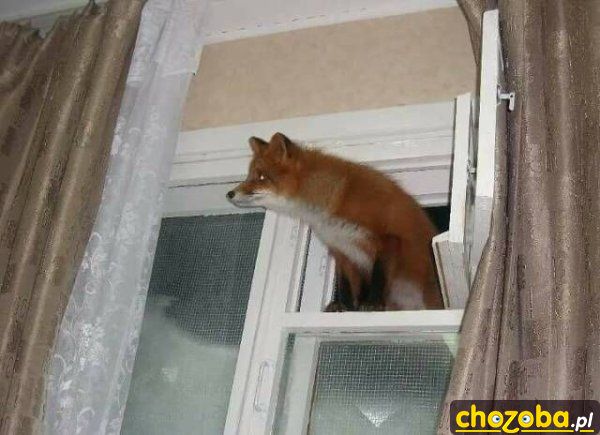 Witam! Macie kury?