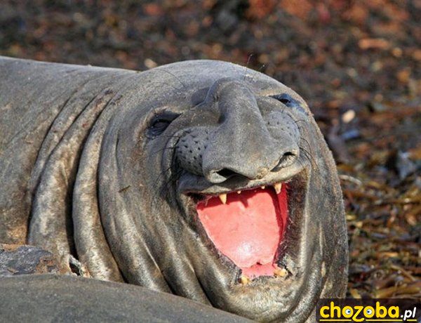 Haaaa!