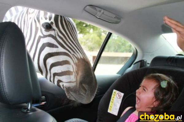 Straszna zebra