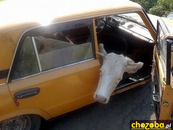Jaki wóz takie laski