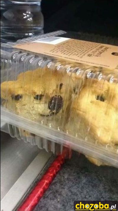Pies w cieście