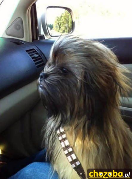 Mały Cheewbacca