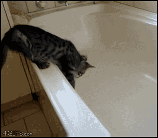 Spanikowany kot