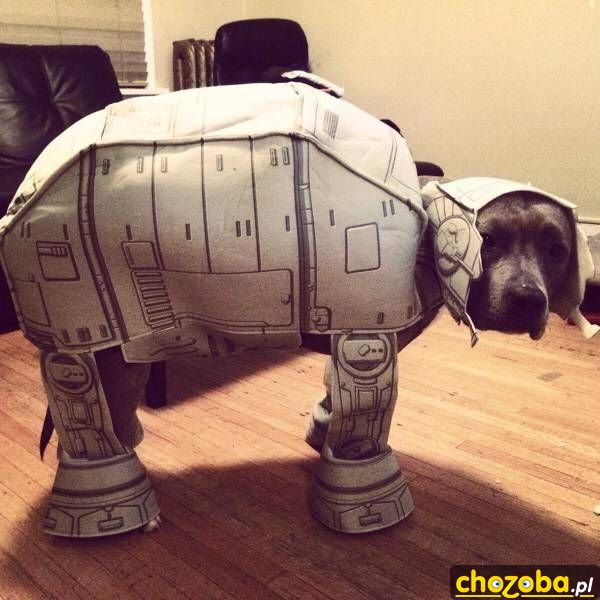 Pies fana Swar Wars
