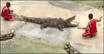 Zabawa z krokodylem