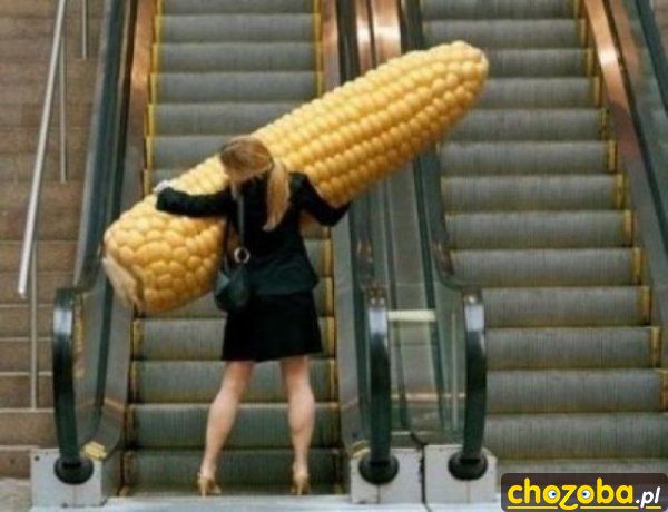Z kukurydzą