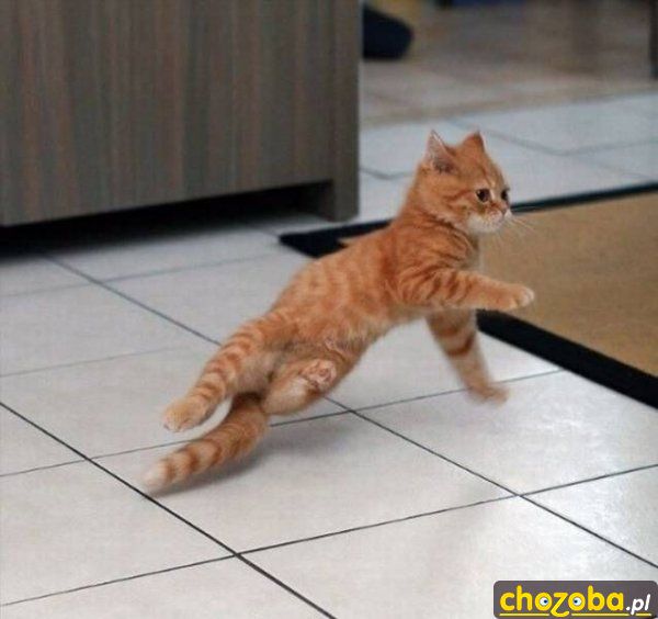 Koci breakdance