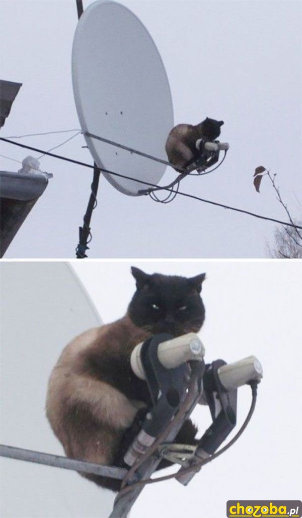 Kot antenowy