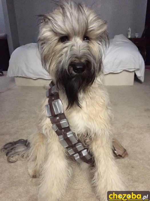 Młody Cheewbacca