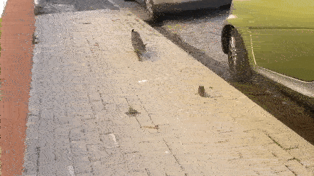 Kot vs Szczur