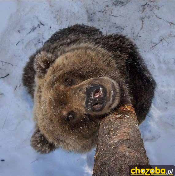 Spotkanie z misiem