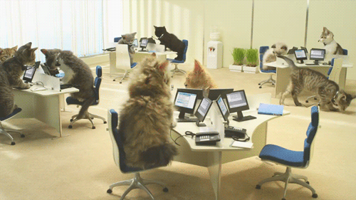 Koty w biurze