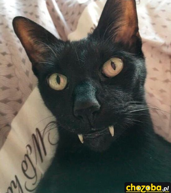 Wampir