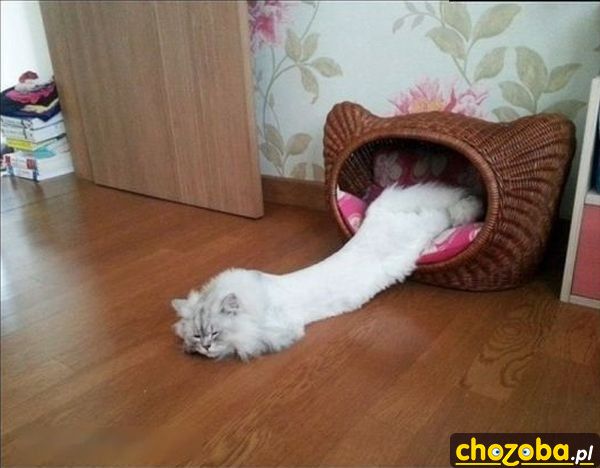 Wyciągnięty kot