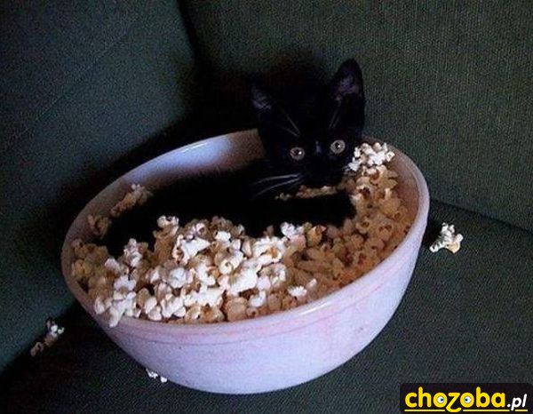Kot w popcornie