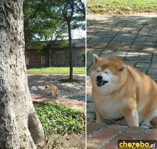 Gruby pieseł
