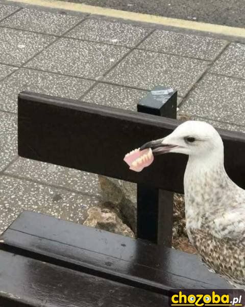 Mewa ze szczęką