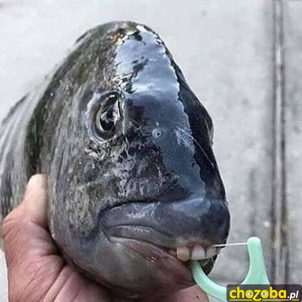 Ryba z zębami