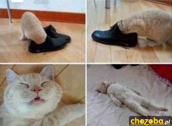 Naćpany kot