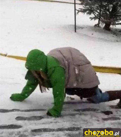 Żółw ninja