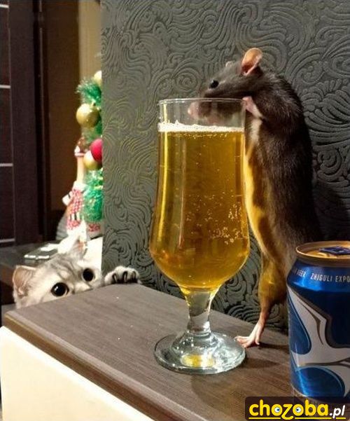 Szczur na piwie