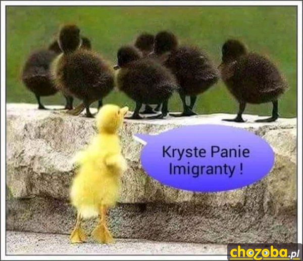 Imigranty