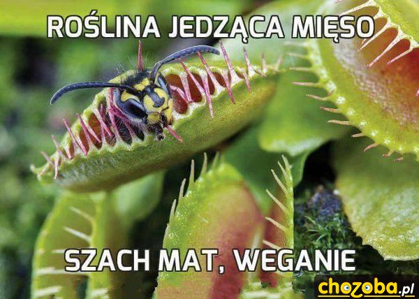 Szach mat weganie