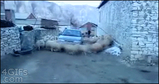 Okrążony przez owce