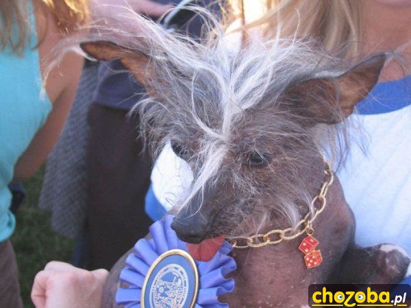 Gwiazdor