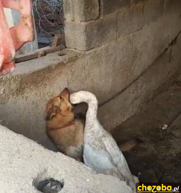 Głębokie gardło