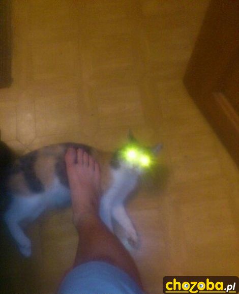 Kot się broni laserami