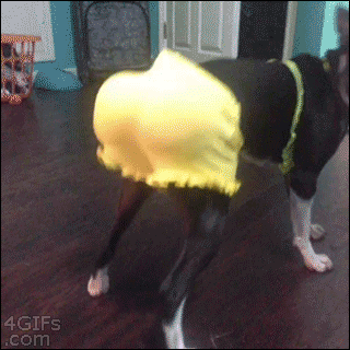 Dupeczka