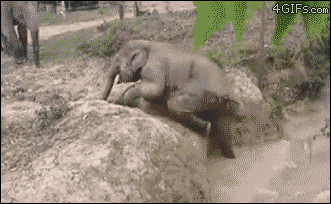 Pomocny słoń