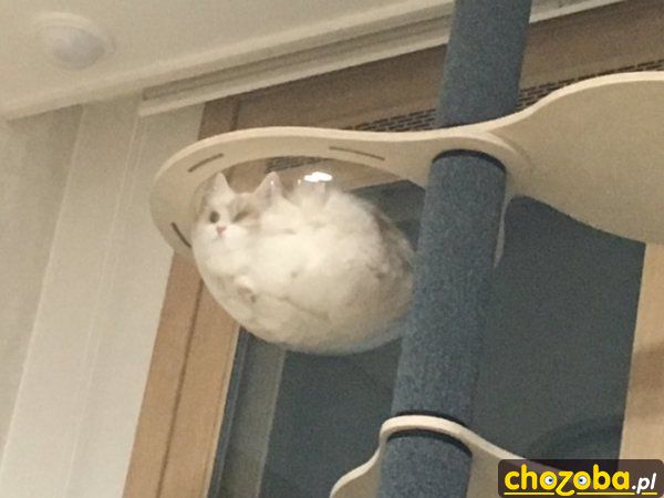 Półka na kota