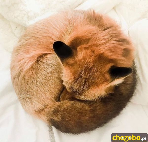 Firefox